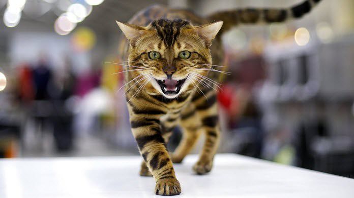 The Bengal Cat. Source: image from congdegato.com