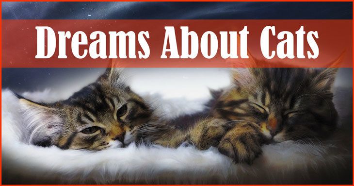 Dreams about cats What does it mean when you dream about cats?