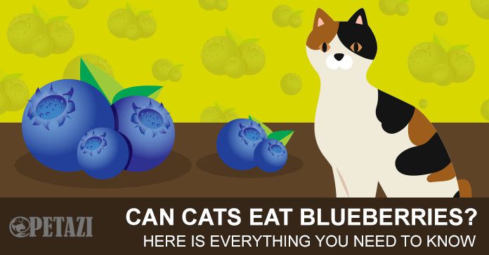 Can cats eat blueberries