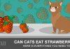 Can cats eat strawberries