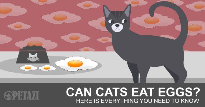 Can cats eat eggs