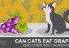 Can cats eat grapes