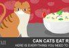 Can cats eat rice