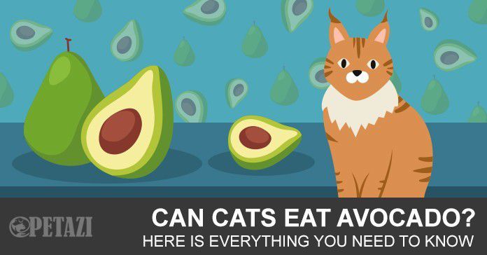 Can cats eat avocado