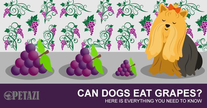 Can dogs eat grapes