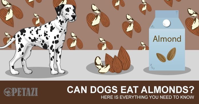 Can dogs eat almonds - your best answer here