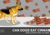 Can Dogs Eat Cinamon - is cinnamon bad for dogs