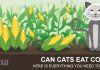 Can cats eat corn