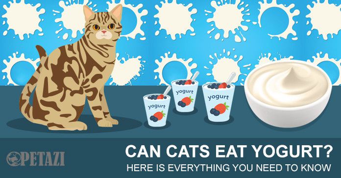 Should cats 2024 eat yogurt