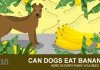 Can Dogs Eat Bananas - are bananas good for dogs