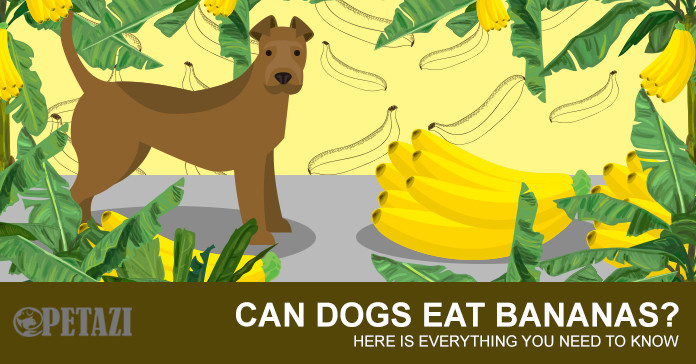 will bananas hurt dogs