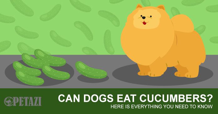 Can dogs eat cucumbers