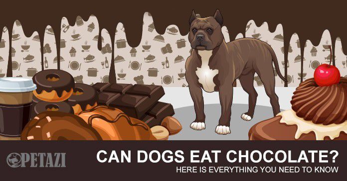 can dogs eat chocolate - what to do if your dog eats chocolate