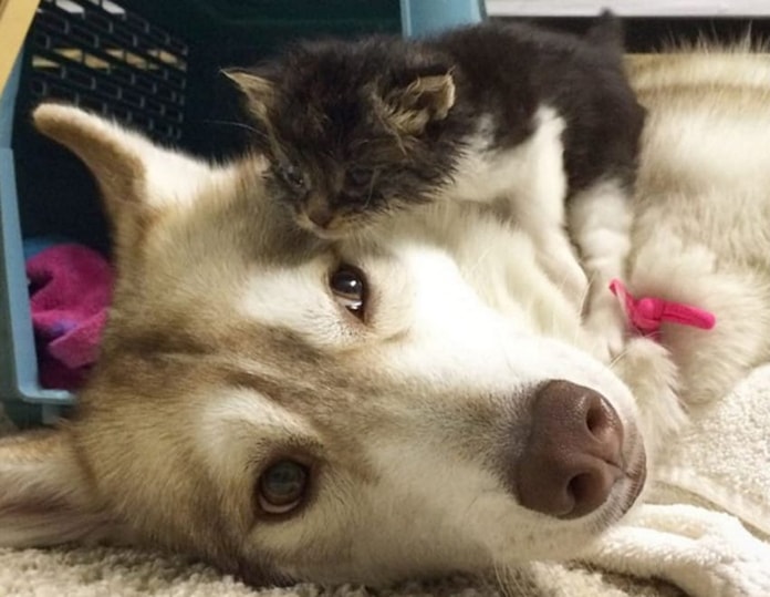 husky-helps-heartbroken-kitten