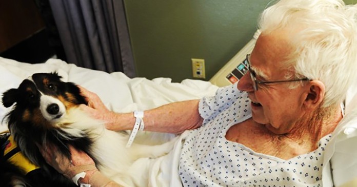 hospital-pets-allowed-animal-therapy-zacharys-paws-for-healing