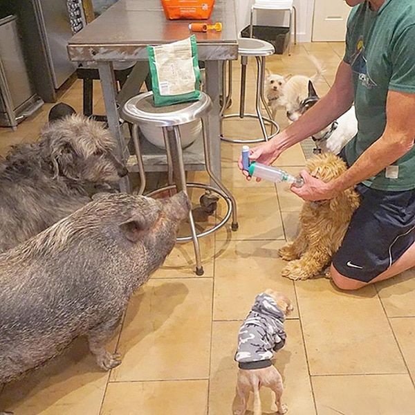 man-adopts-senior-dogs-shelter