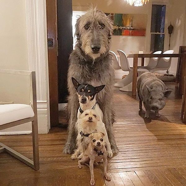 man-adopts-senior-dogs-shelter